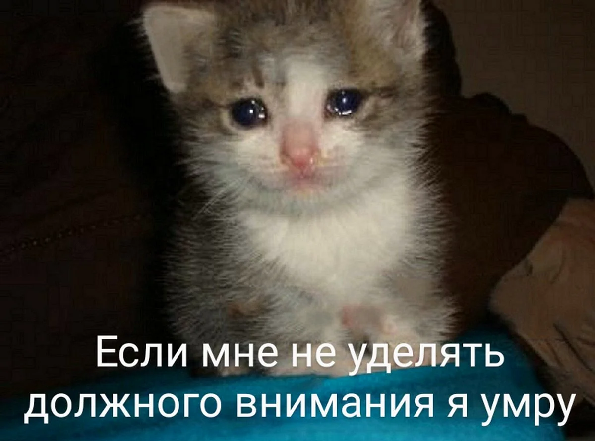 Котенок плачет