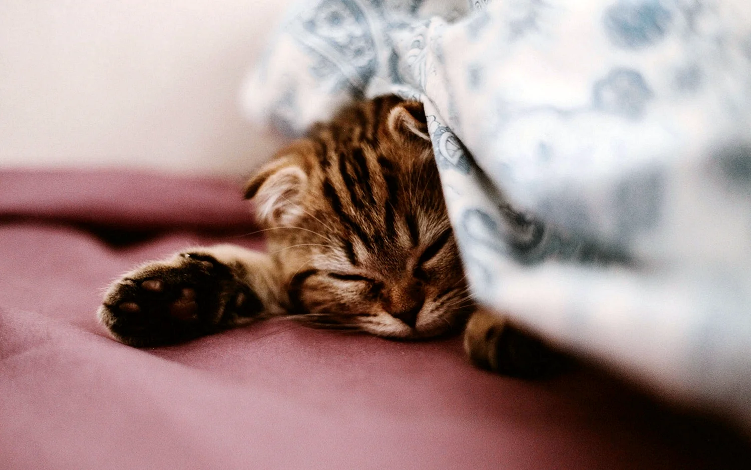 Котенок под одеялом