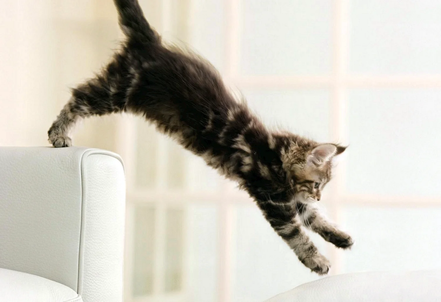 Котенок прыгает
