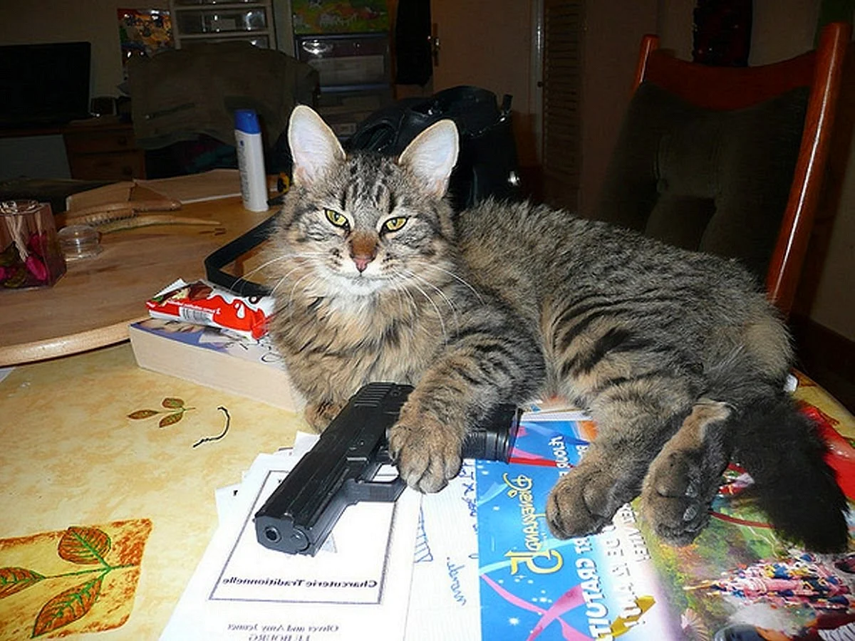 Котенок с пистолетом