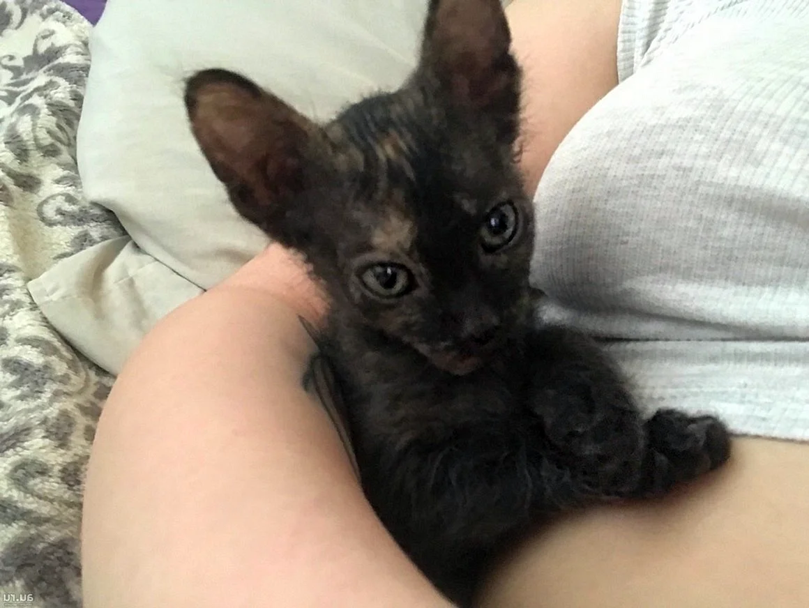 Котёнок серый сфинкс браш 1 месяц