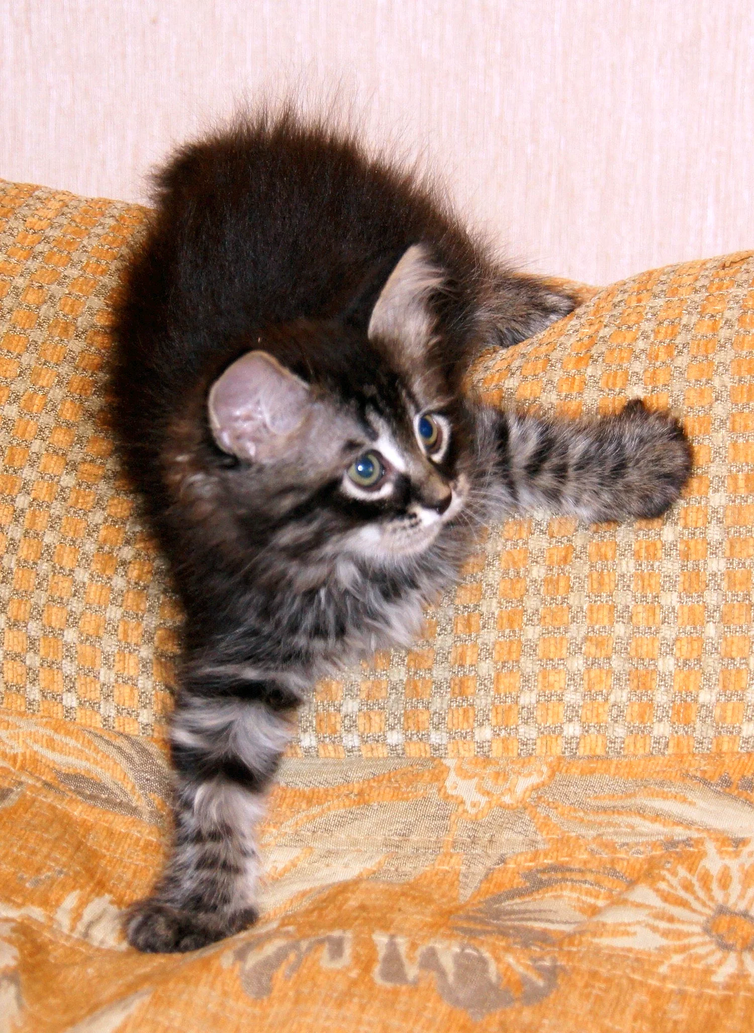 Котенок сибирской кошки 3 месяца