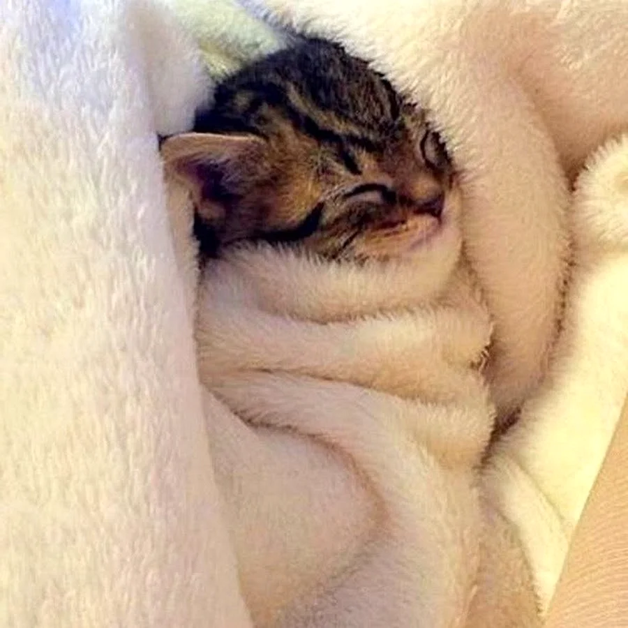 Котенок спит под одеялом