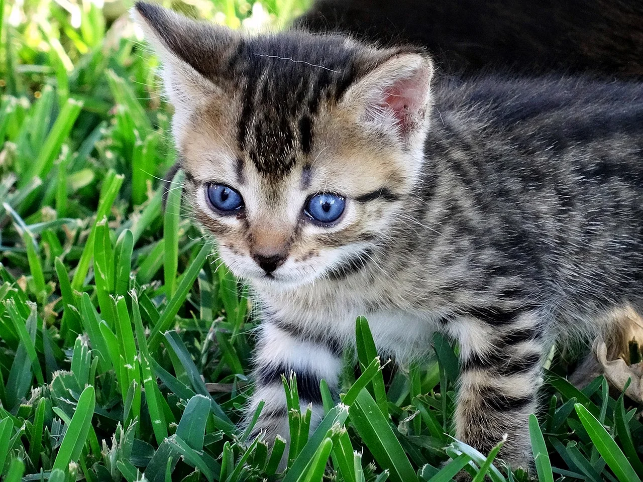 Котенок тигристый с голубыми глазами
