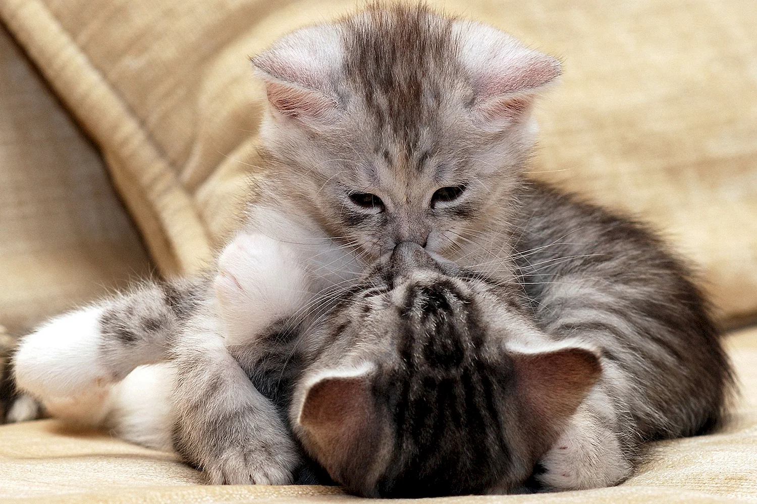 Котенок целует
