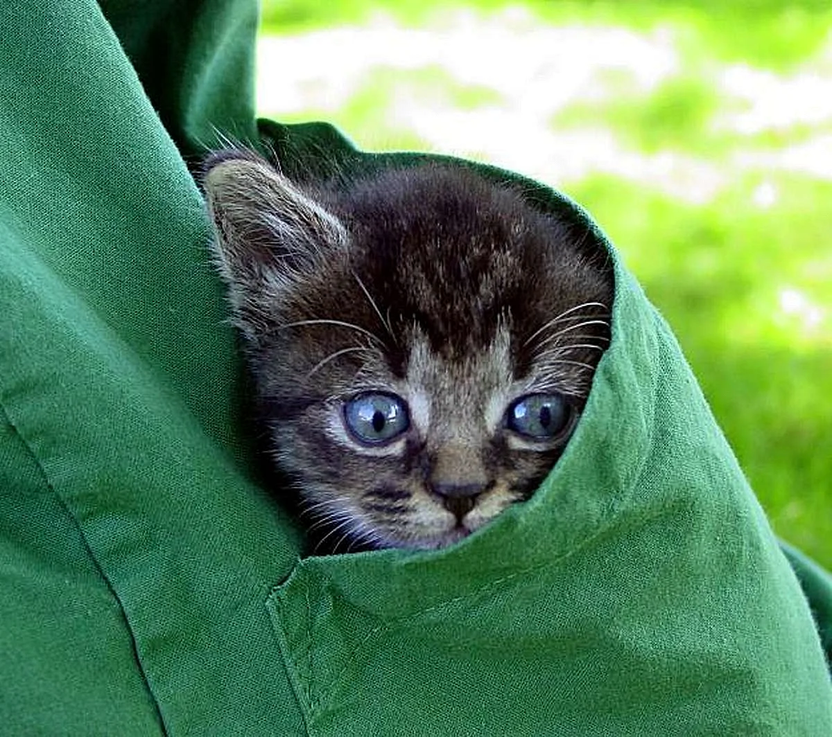 Котенок в кармашке