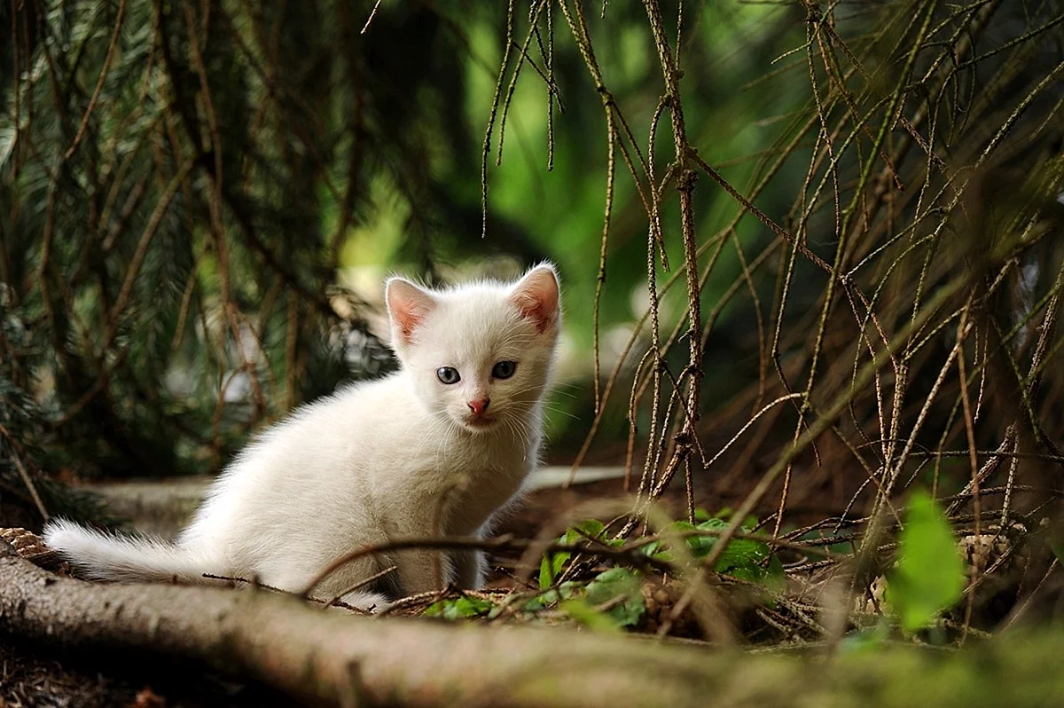 Котенок в лесу