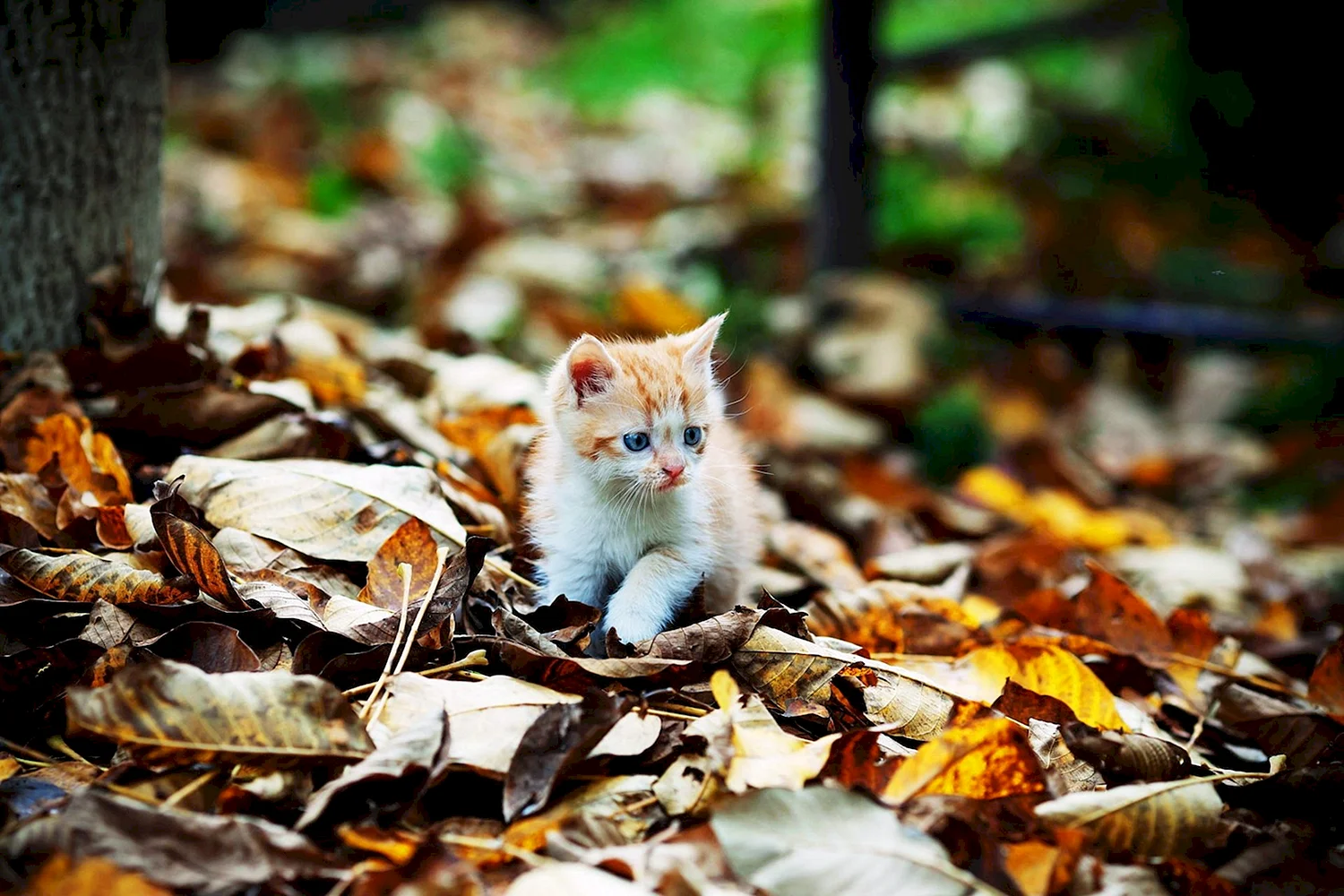 Котенок в листве