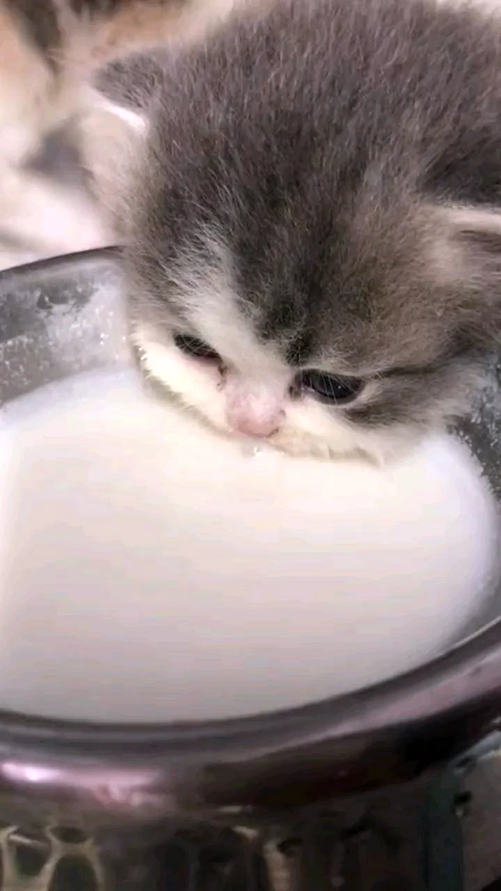 Котёнок в молоке Мем 2020