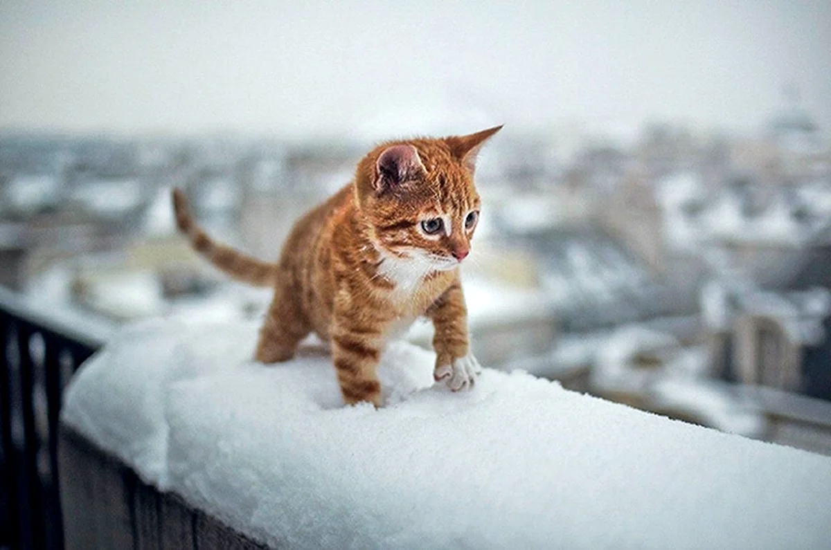 Котенок в снегу