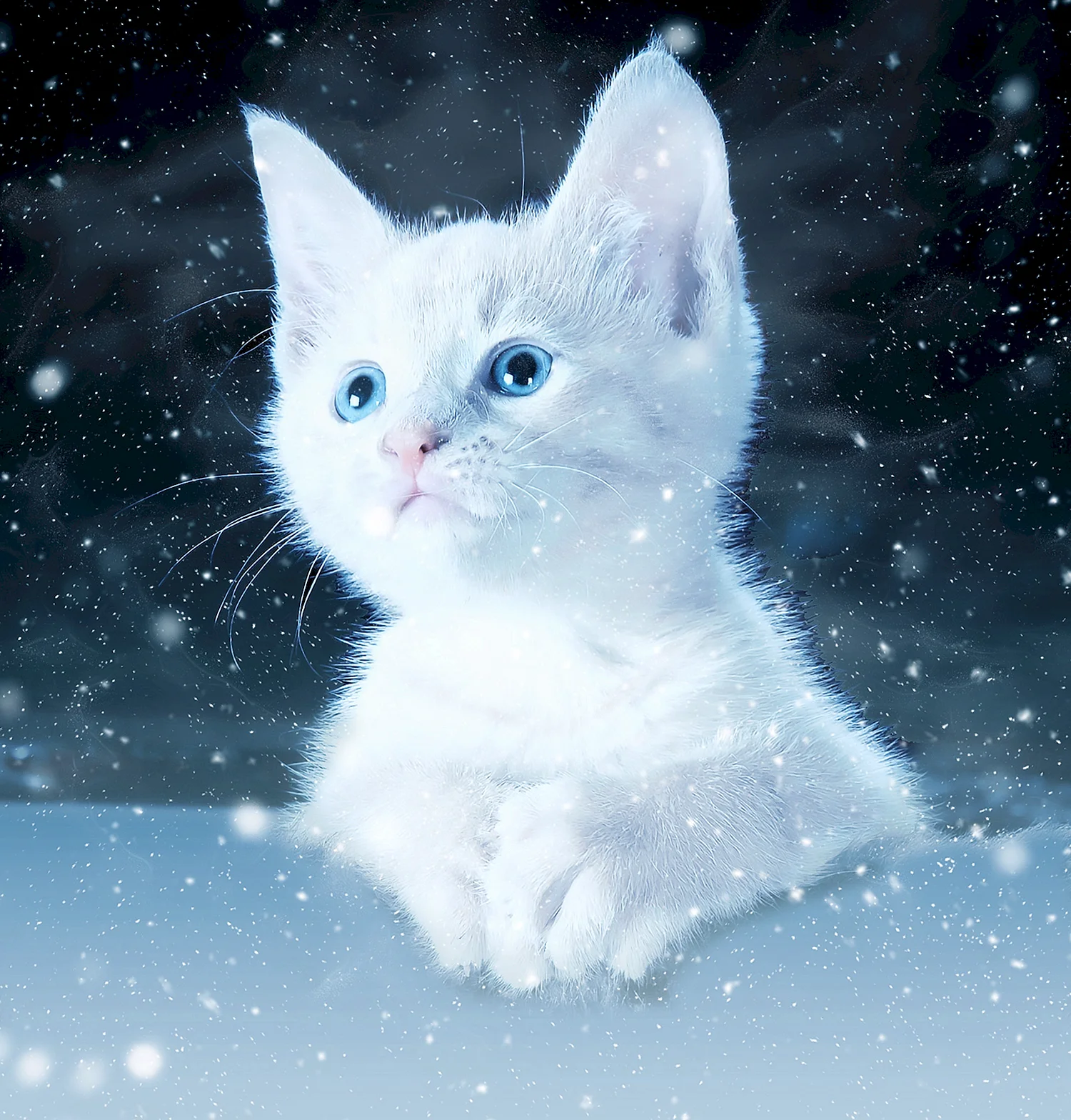 Снежный котенок