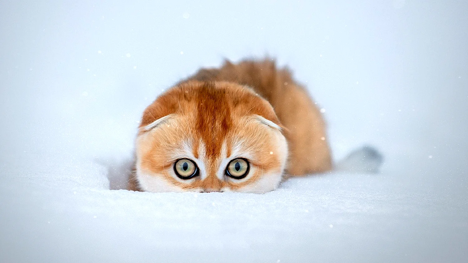 Котенок в снегу обои
