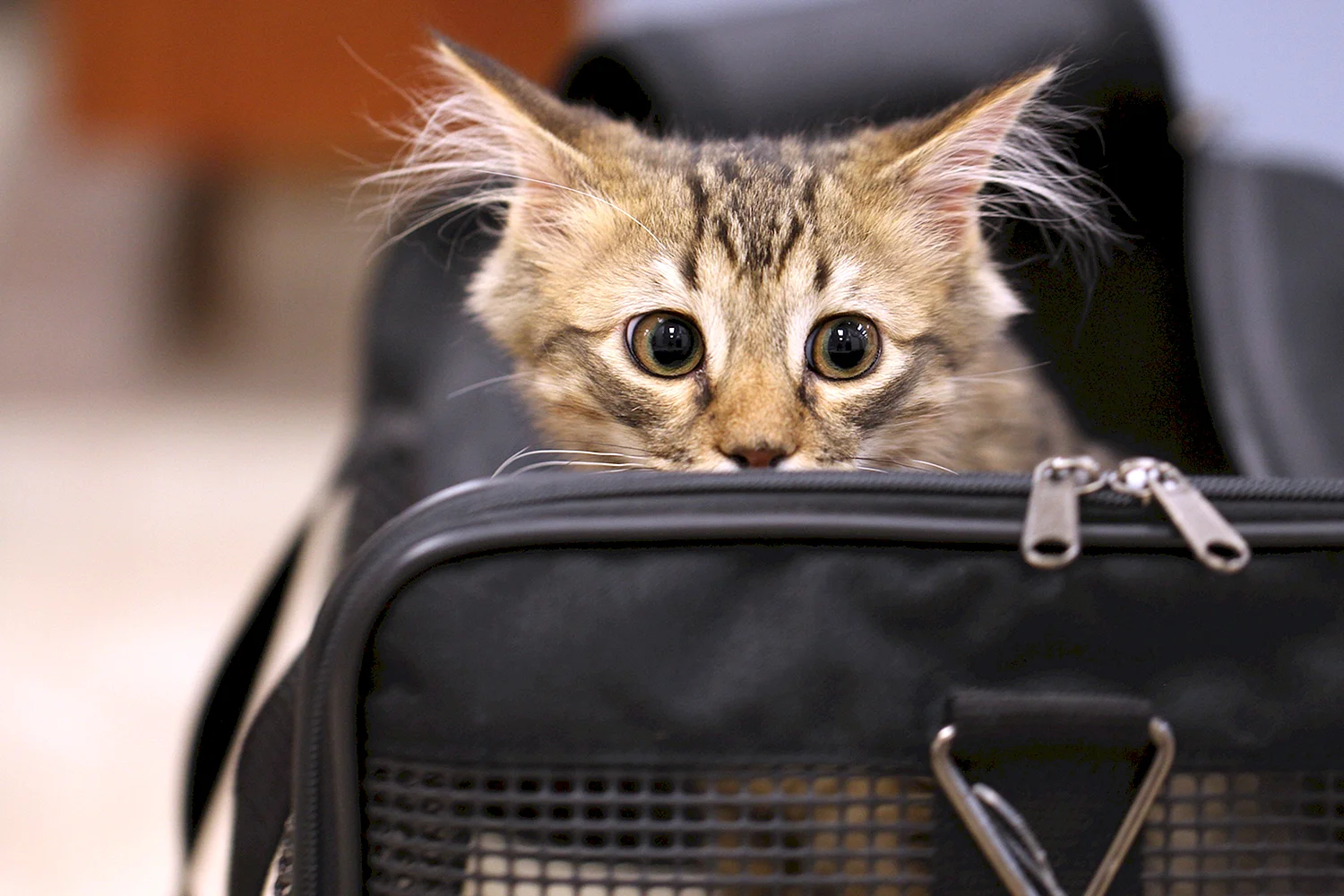 Котенок в сумке
