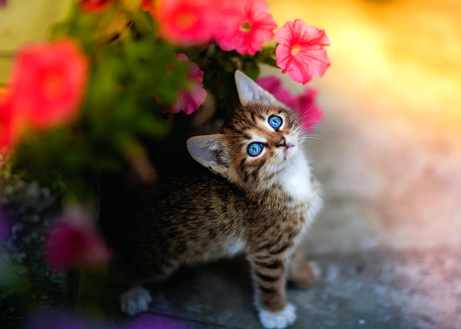 Котенок в цветах