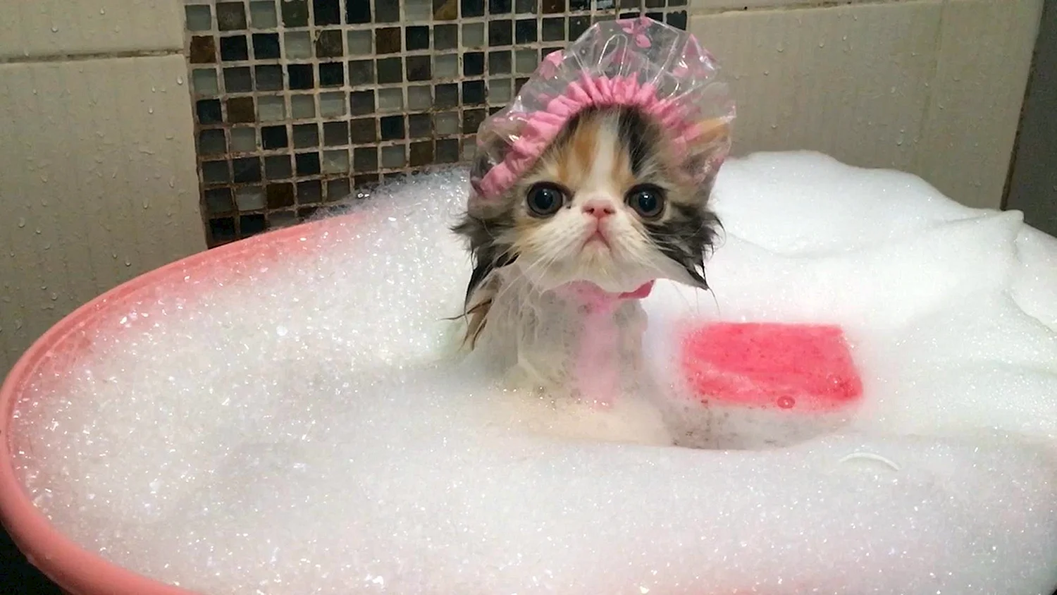 Котенок в ванной