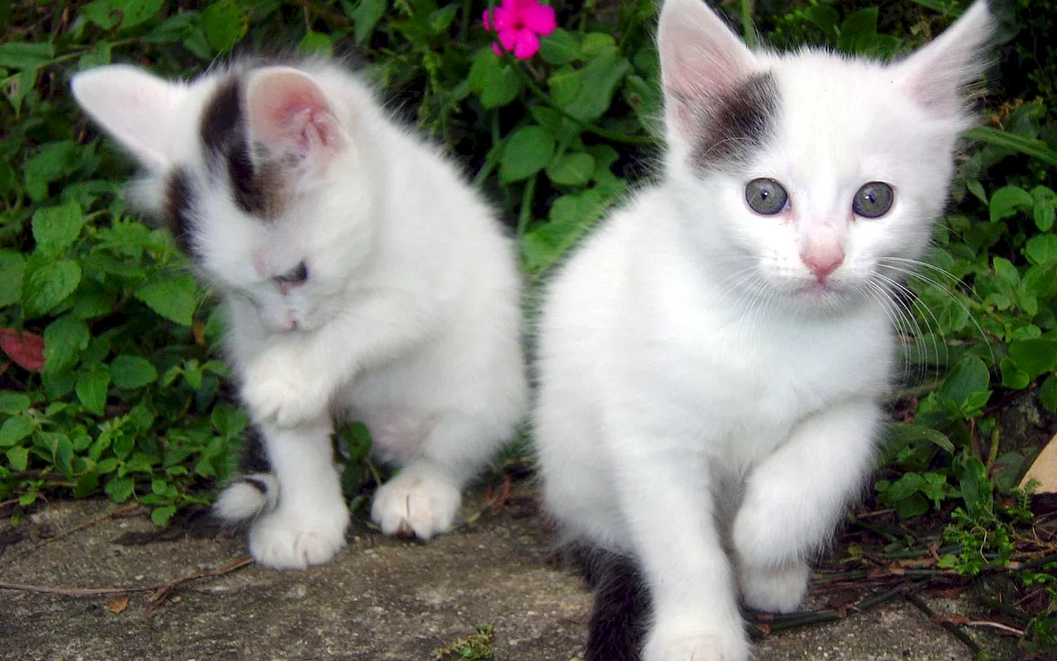 Котята беленькие маленькие настоящие
