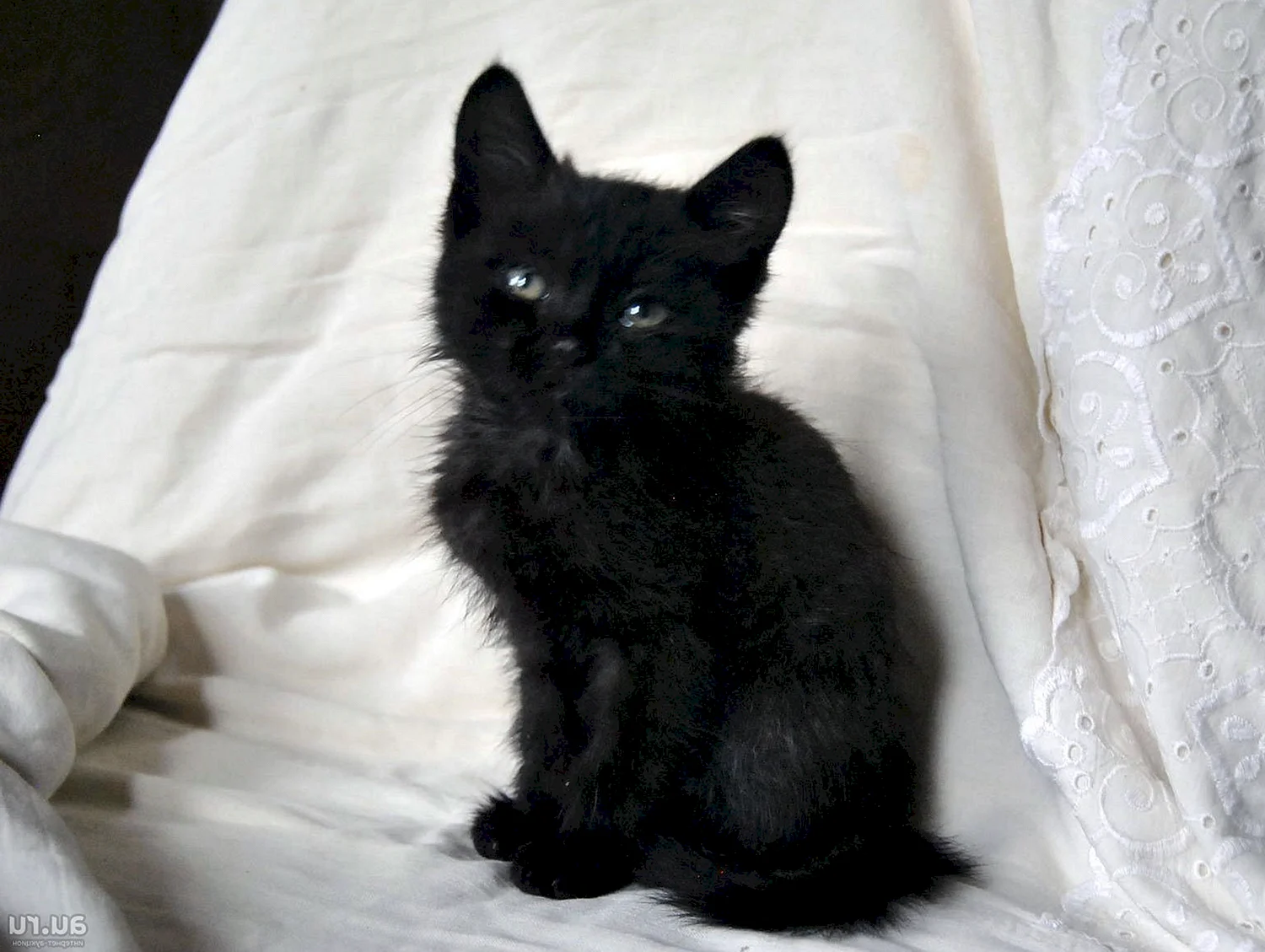 Котята черного цвета