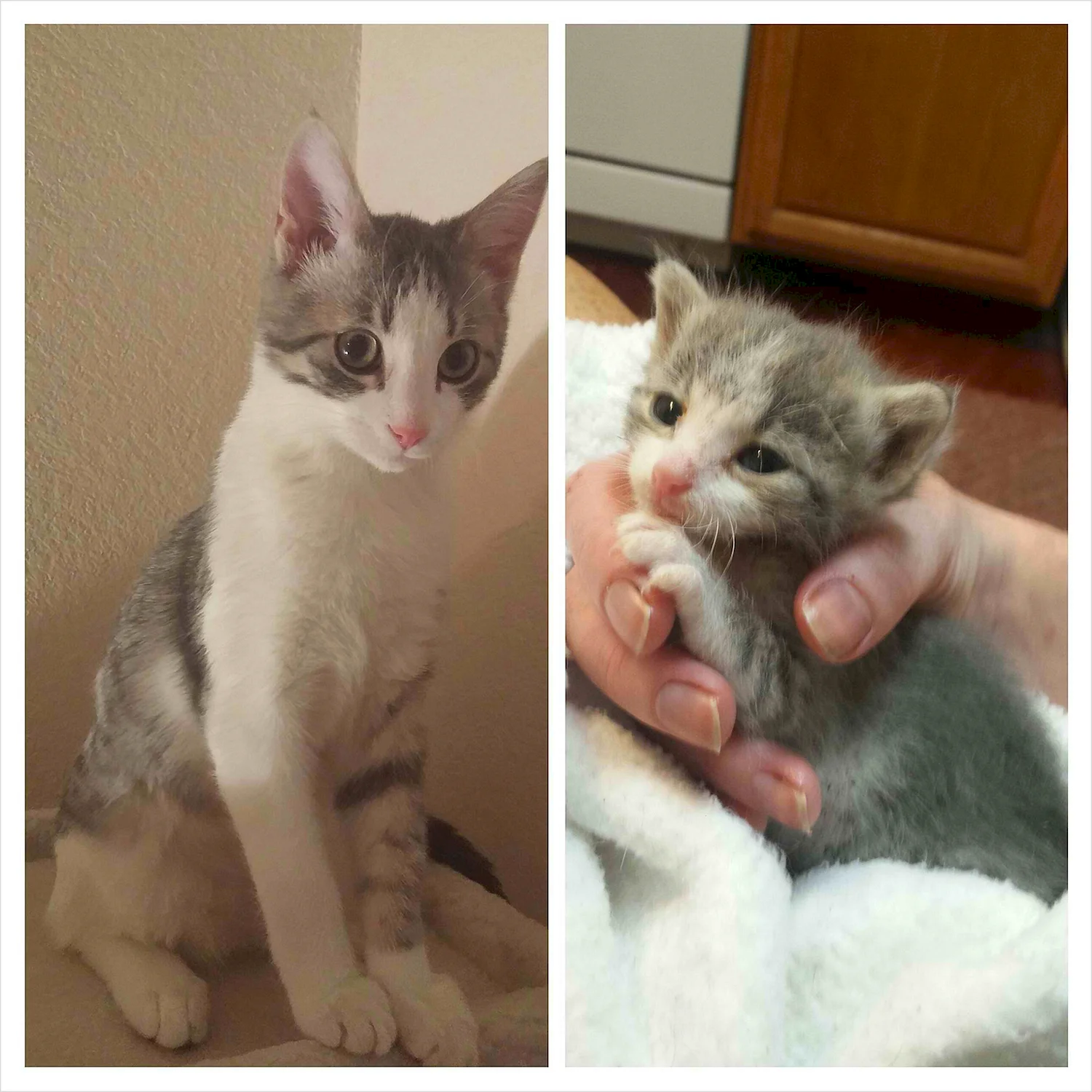 Котята до и после