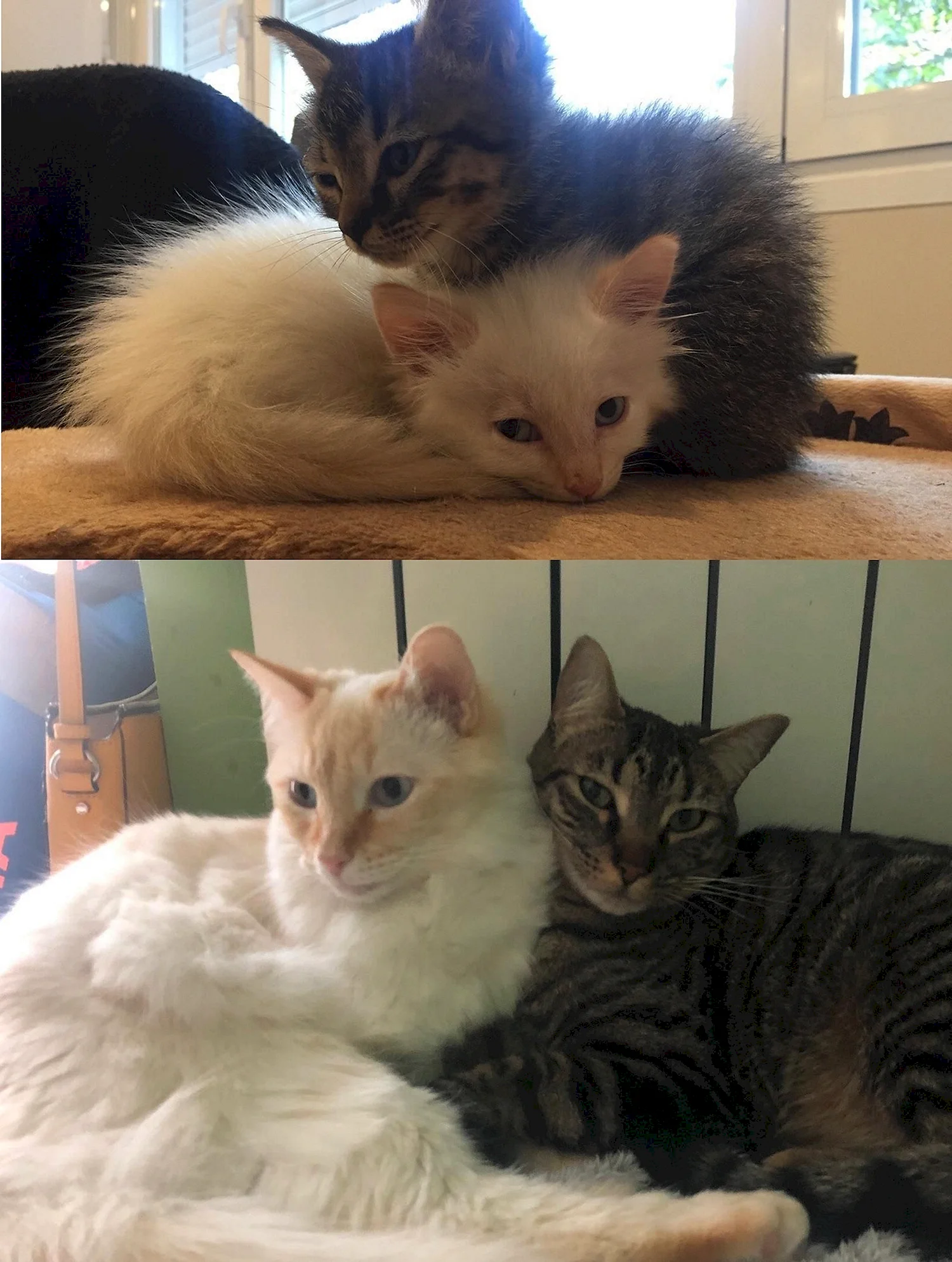 Котята до и после