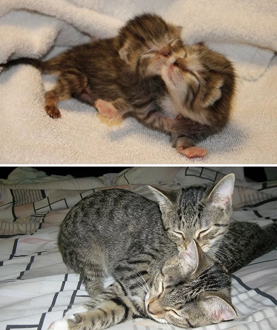 Котята до и после взросления