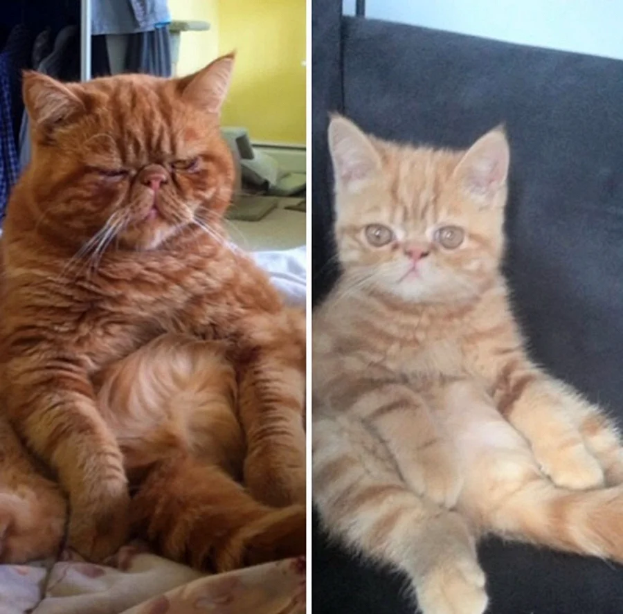 Котята до и после взросления