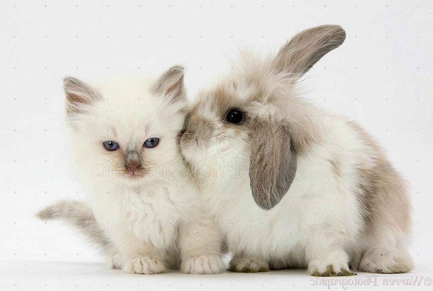 Котята и крольчата
