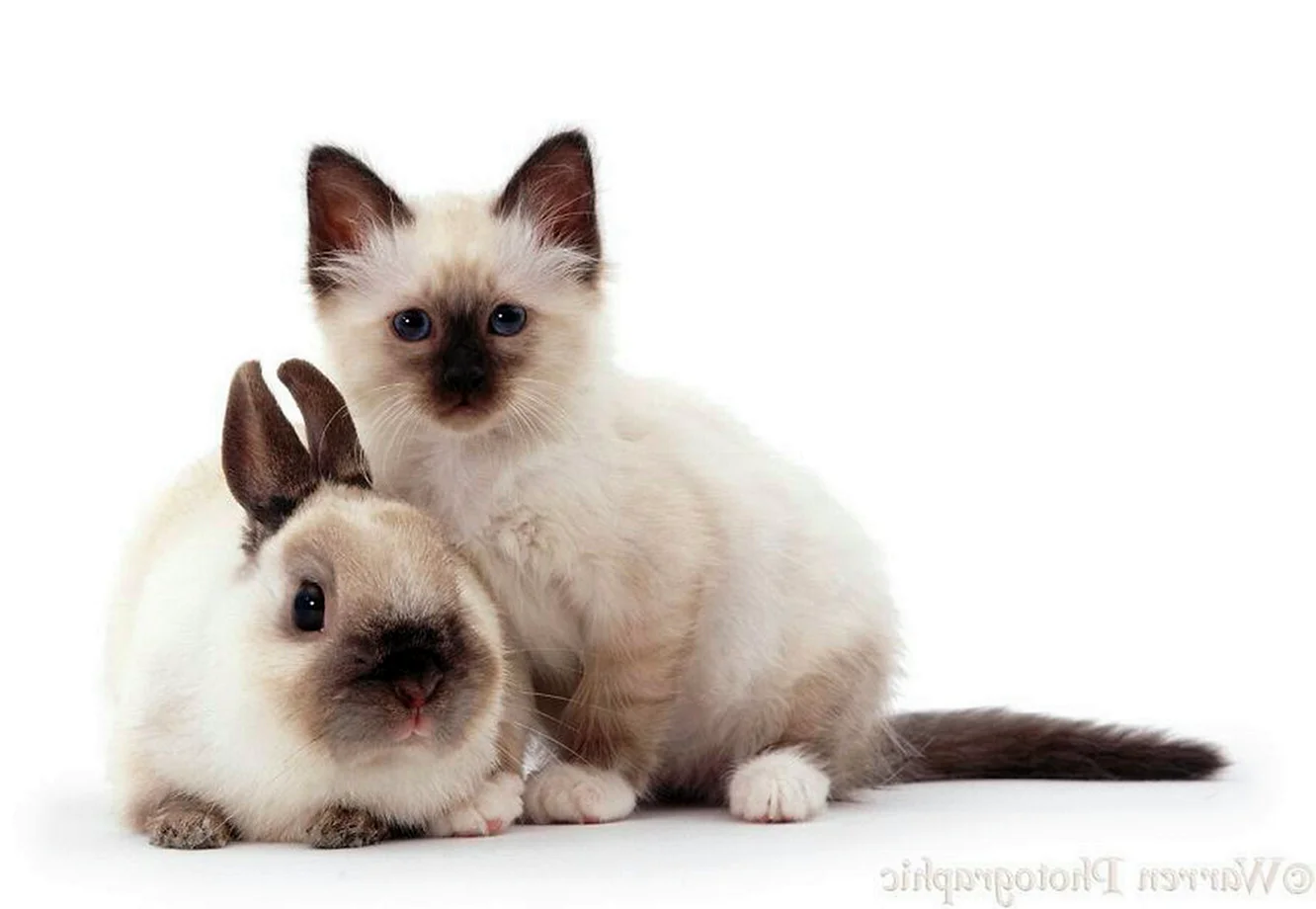Котята и крольчата
