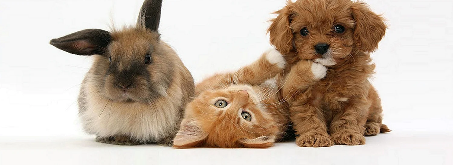 Котята и щенята и крольчата