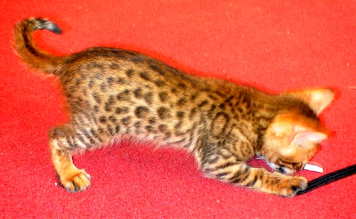 Котята метисы бенгальской кошки