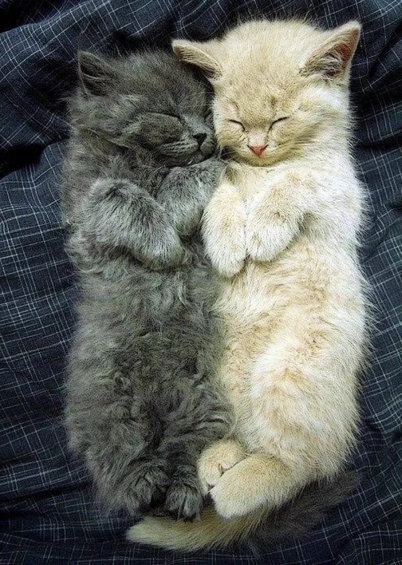 Котята обнимаются