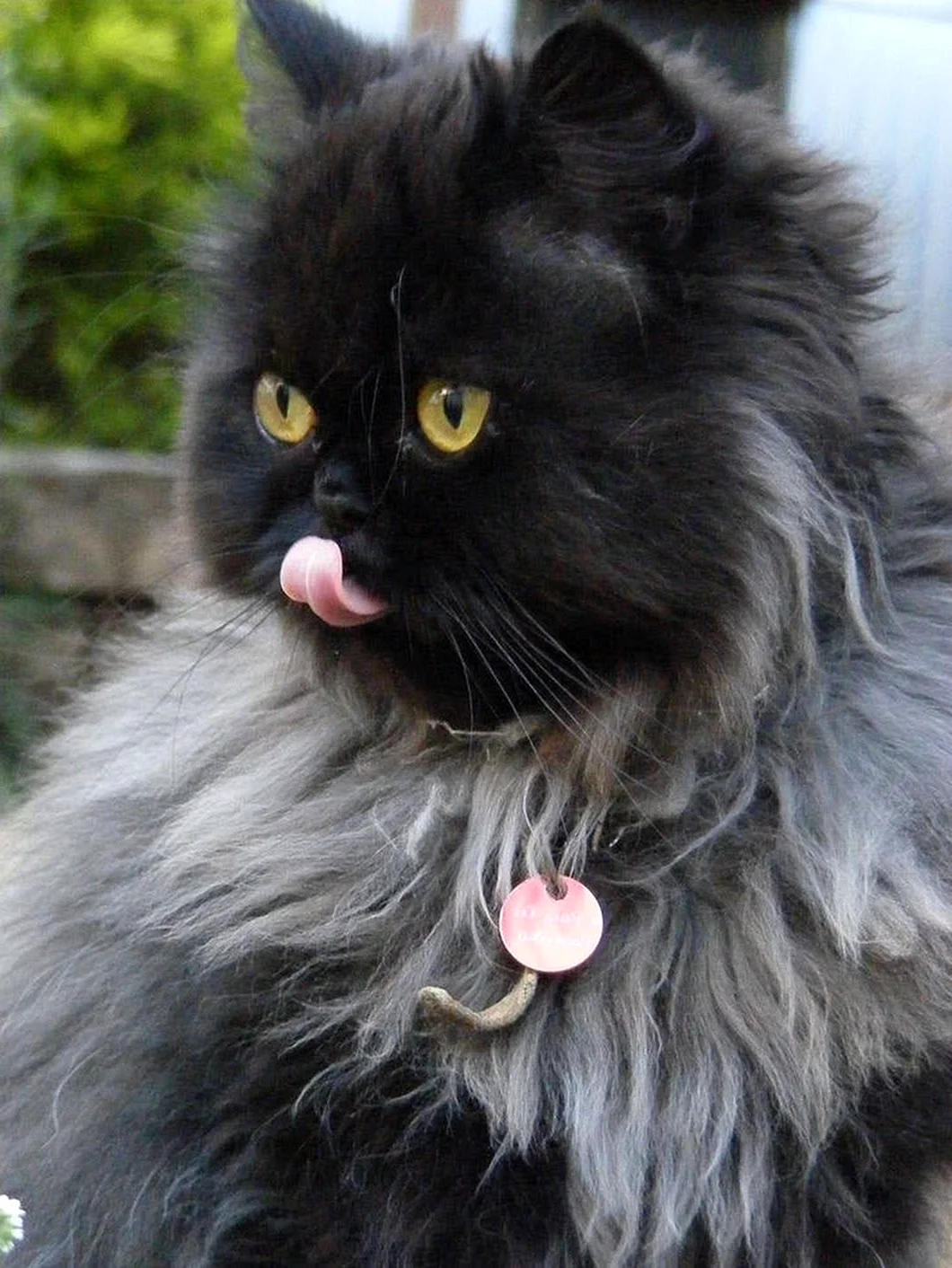 Котята персидские черные Black Smoke