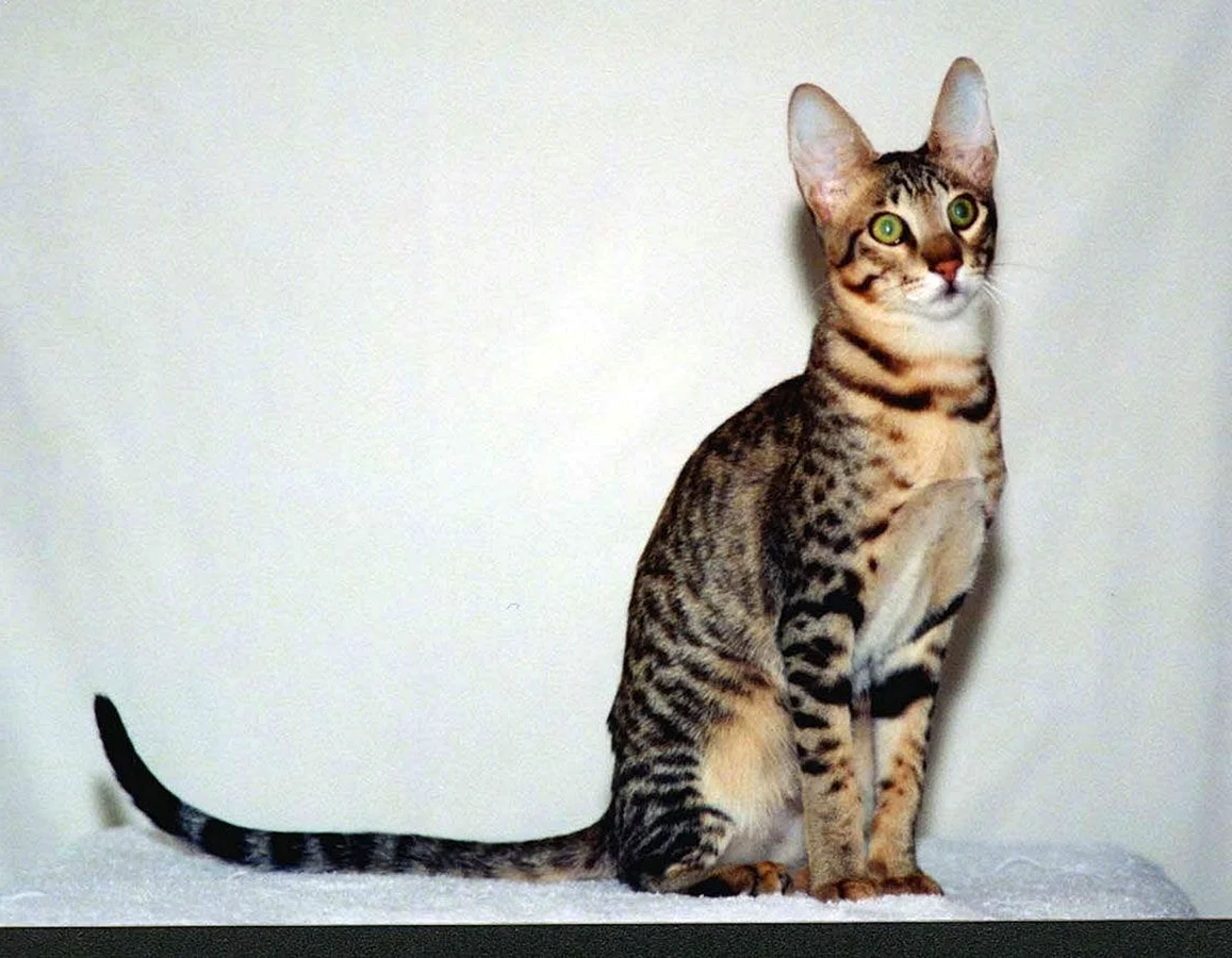 Котята породы Серенгети