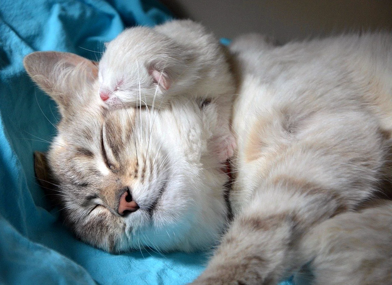 Котята с мамой