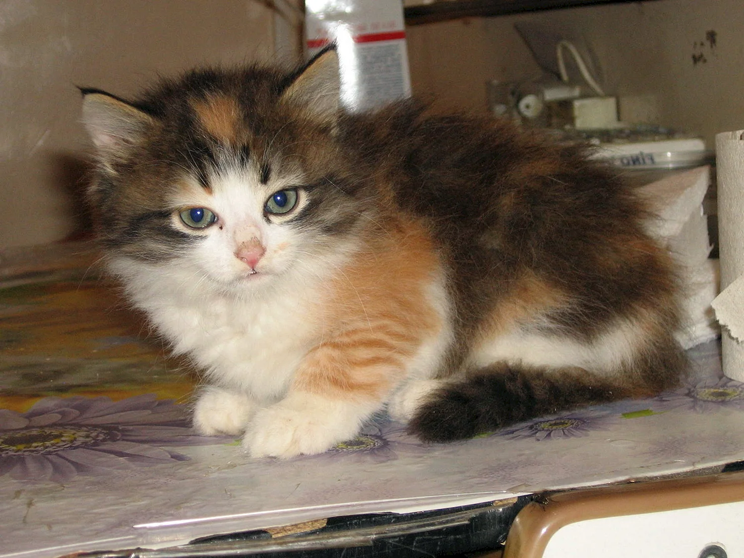 Котята трехшерстные Сибирские котята