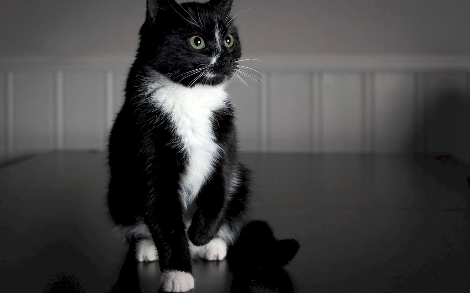 Котик черно белый