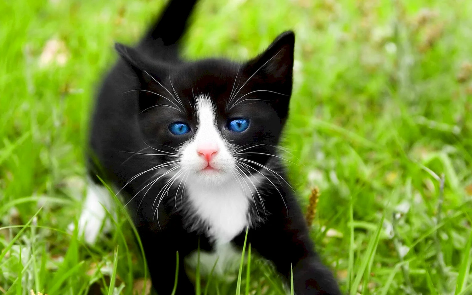 Котик черно белый глаз