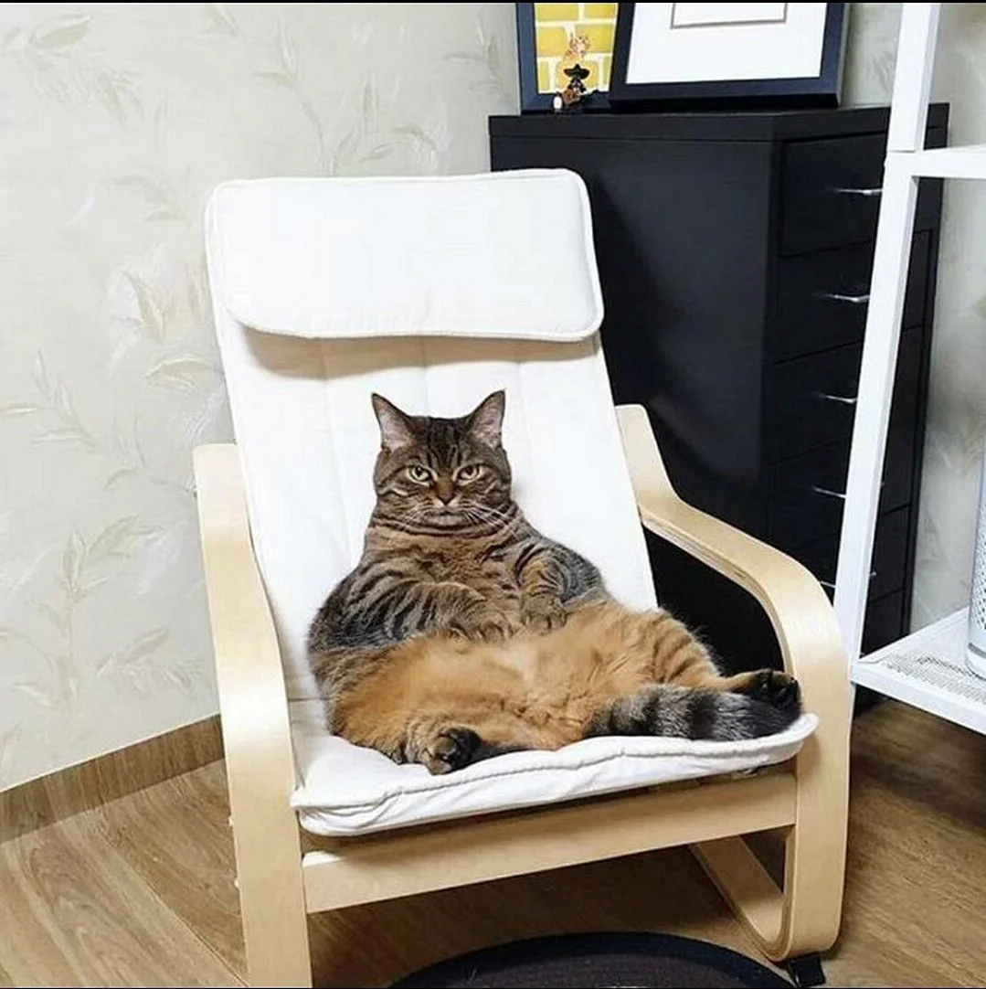 Котик на кресле