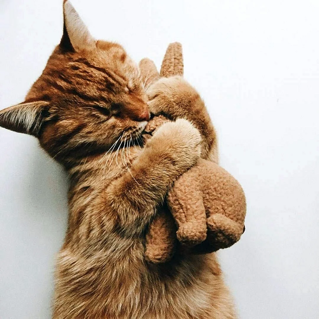 Котик обнимает