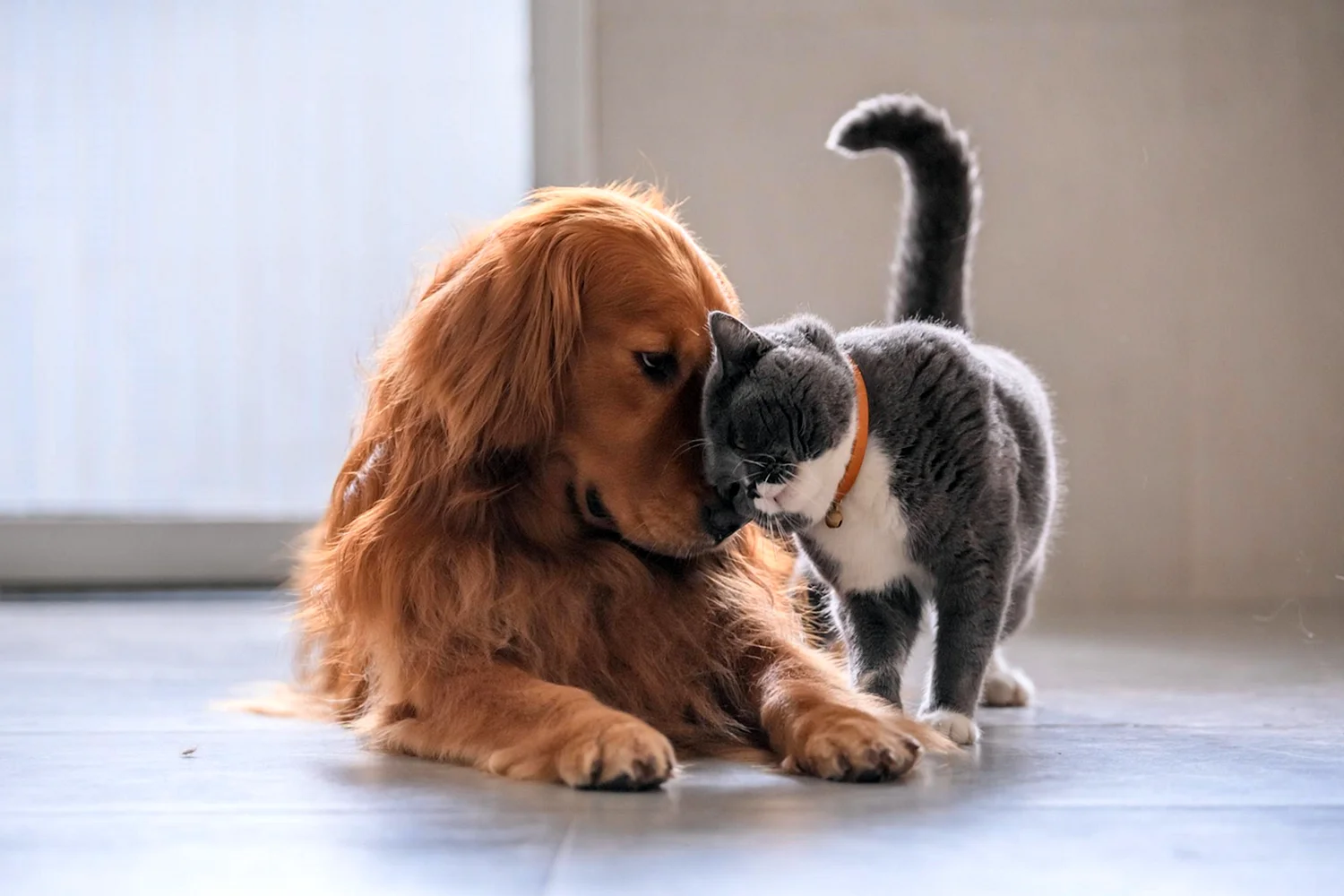 Котик обнимает собачку