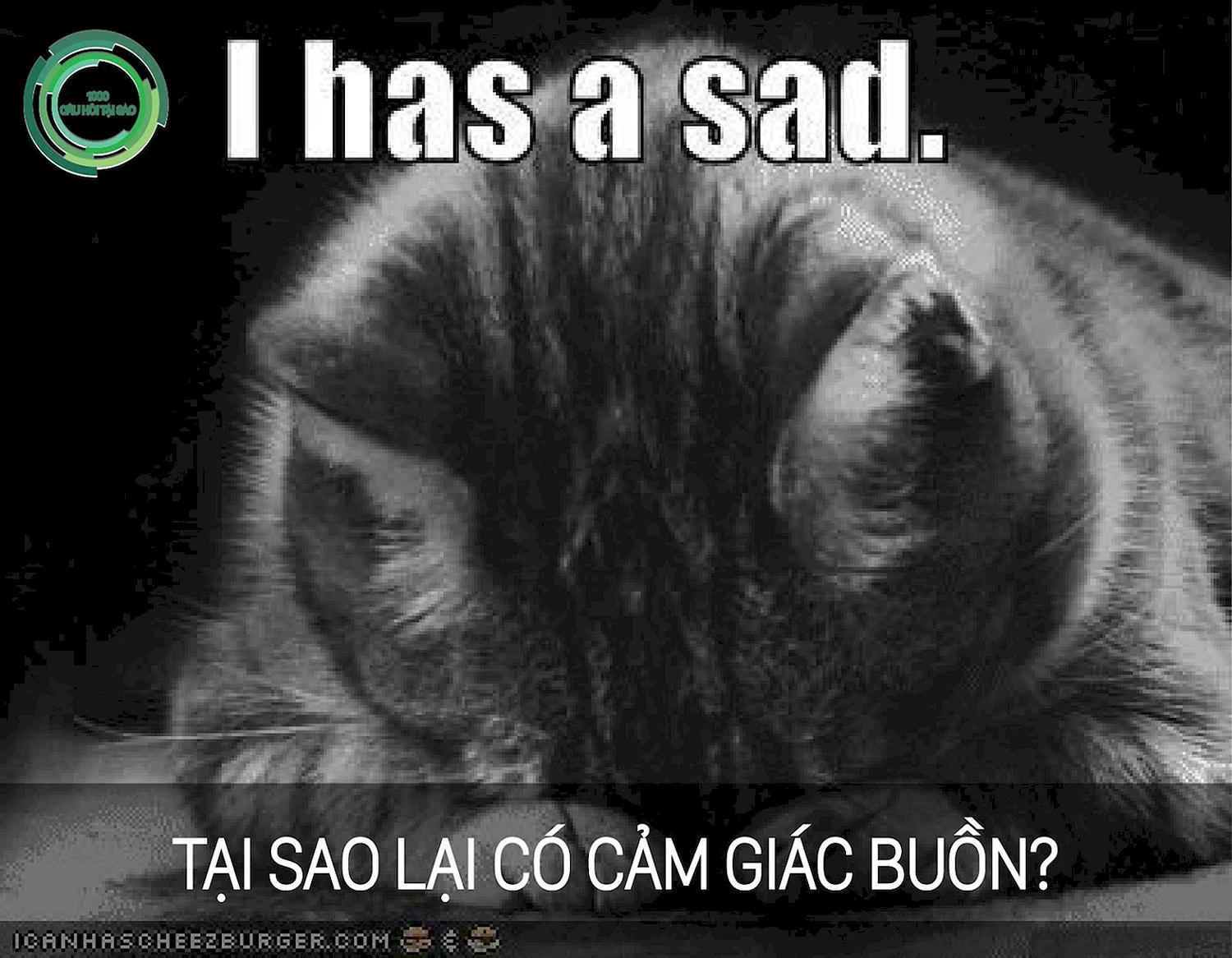 Котик плачет