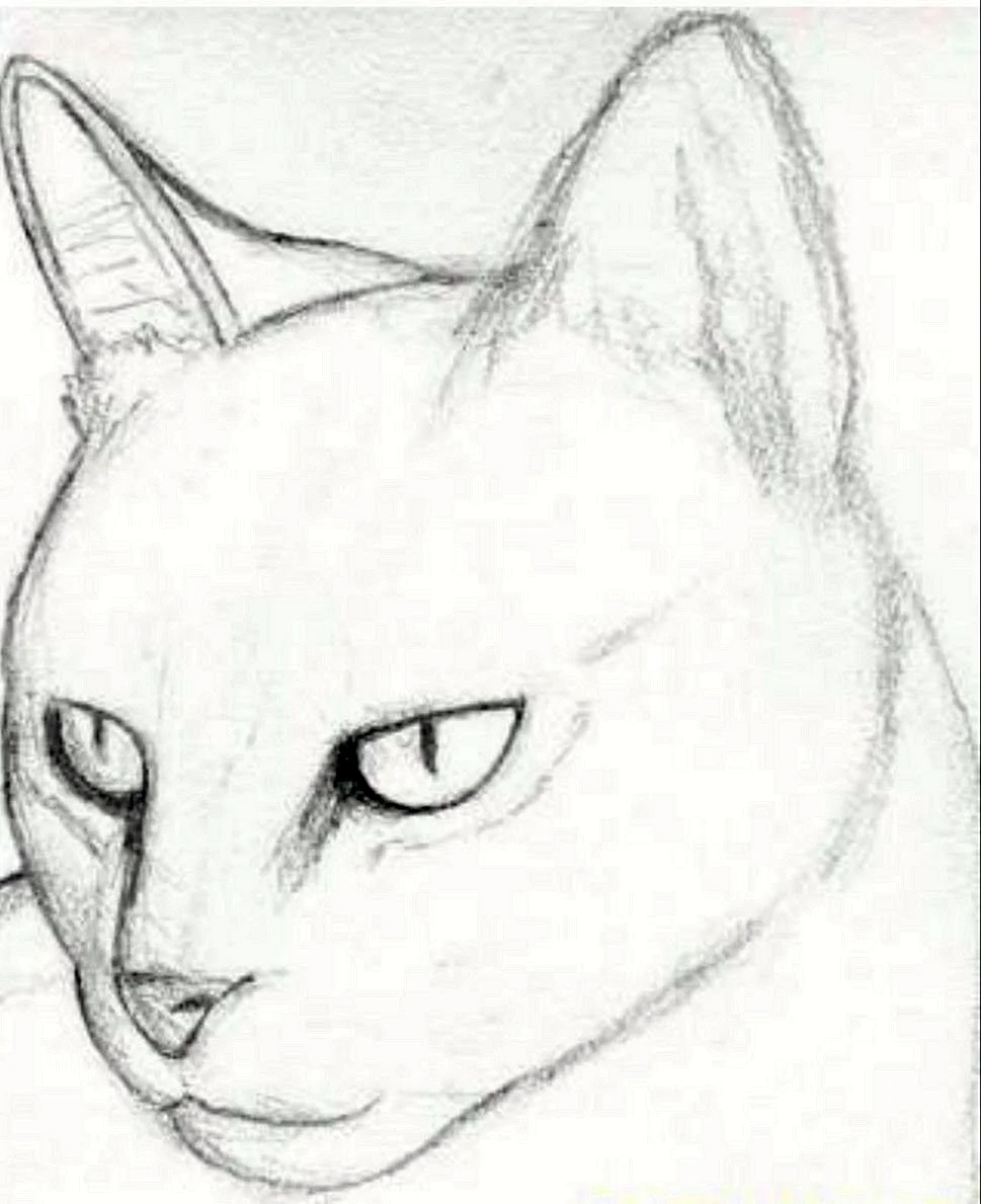 Котик рисунок карандашом
