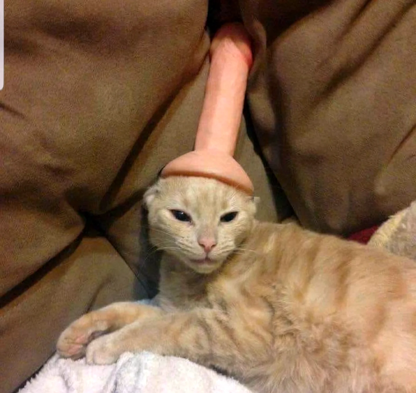 Котик с членом на голове