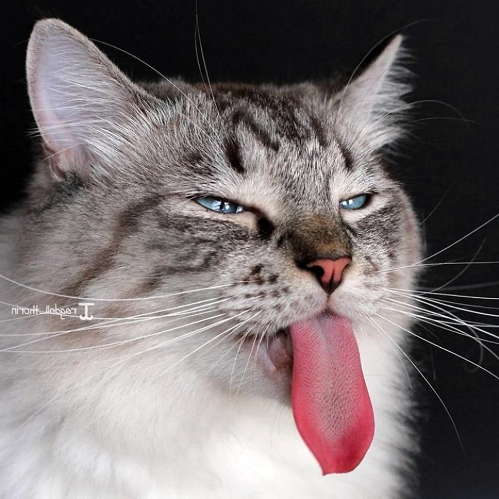 Котик с языком