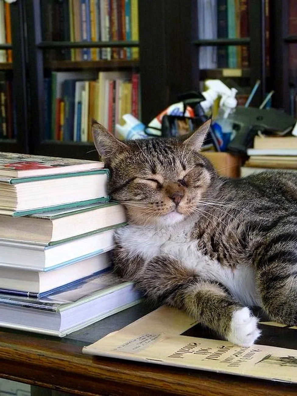 Котик с книжкой