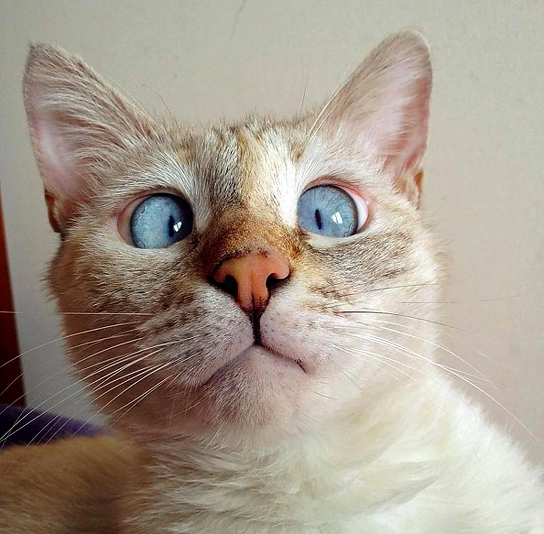 Котик с косыми глазами