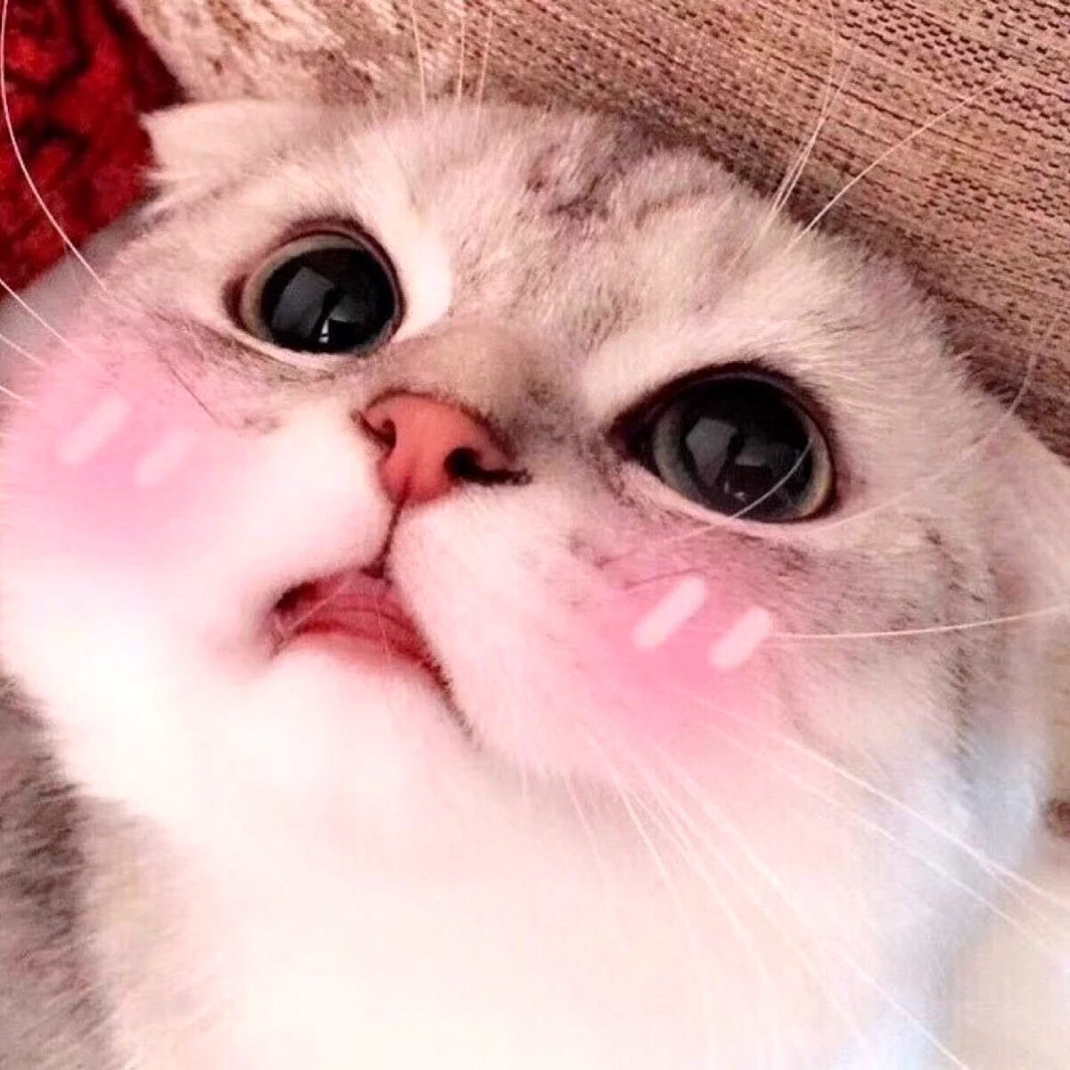 Котик с розовыми щечками