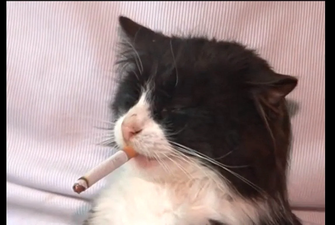 Котик с сигаретой