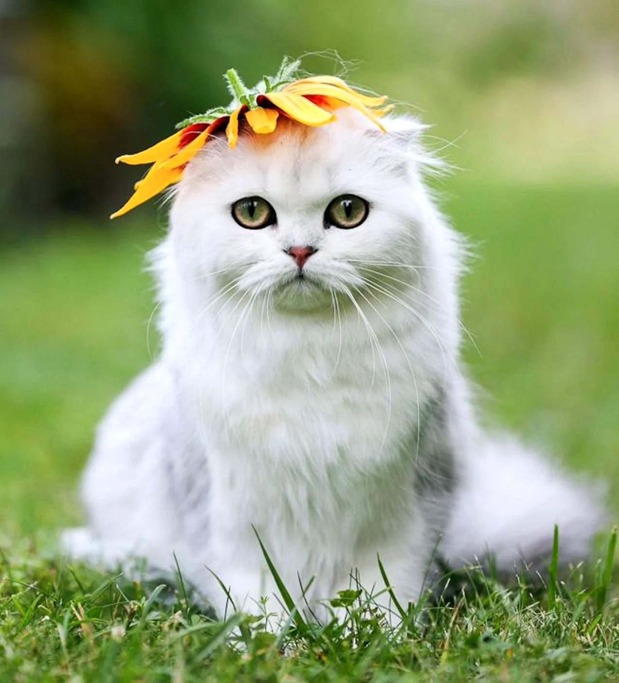 Котик с желтым цветочком