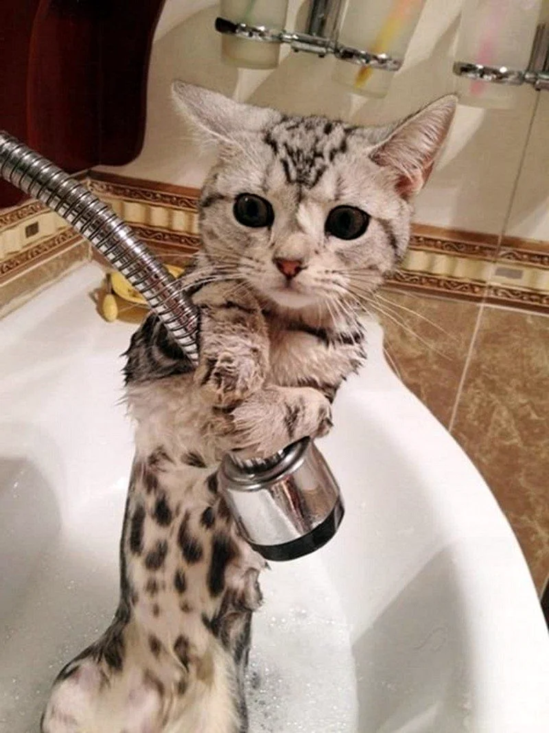 Котик в душе