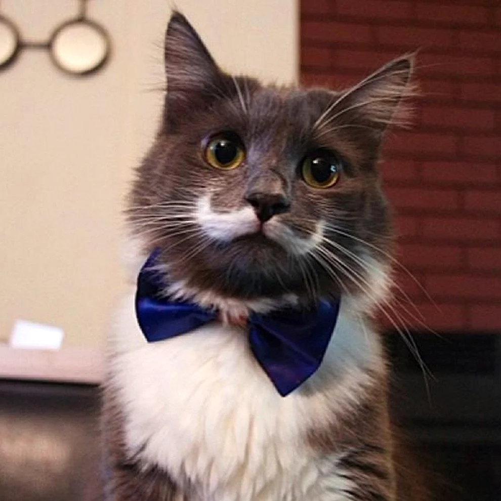 Котик в галстуке
